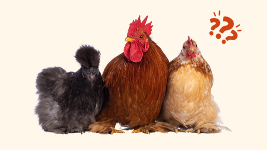 Quelle race de poule choisir ? Guide 2025 | Qiji